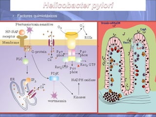 Factores quimiotáxicos 