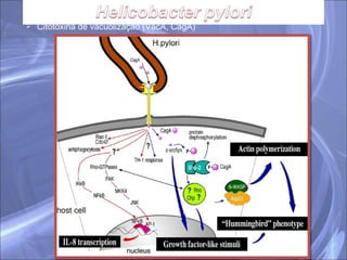 Citotoxina de vacuolização (VacA, CagA) 