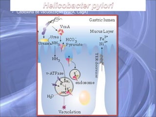 Citotoxina de vacuolização (VacA, CagA) 