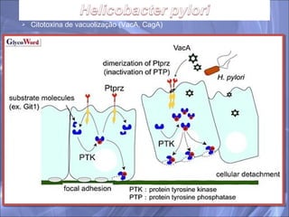 Citotoxina de vacuolização (VacA, CagA) 