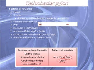 Factores de virulência Flagelo Urease Aumenta paradoxalmente a secreção de gastrina Factores quimiotáxicos PAF Mucinase e fosfolipases Adesinas (BabA, AlpA e AlpB) Citotoxina de vacuolização (VacA, CagA) Proteína inibidora da secreção ácida 