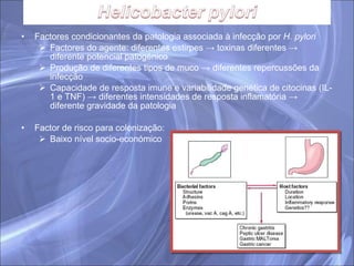 Factores condicionantes da patologia associada à infecção por  H. pylori Factores do agente: diferentes estirpes -> toxinas diferentes -> diferente potencial patogénico Produção de diferentes tipos de muco -> diferentes repercussões da infecção Capacidade de resposta imune e variabilidade genética de citocinas (IL-1 e TNF) -> diferentes intensidades de resposta inflamatória -> diferente gravidade da patologia Factor de risco para colonização: Baixo nível socio-económico 