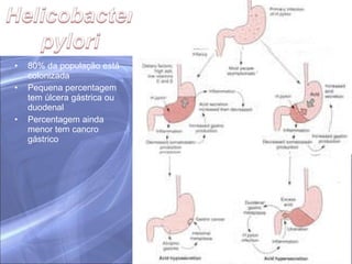 80% da população está colonizada Pequena percentagem tem úlcera gástrica ou duodenal Percentagem ainda menor tem cancro gástrico 