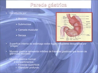 Constituída por: Mucosa Submucosa Camada muscular Serosa Superfície interna do estômago exibe rugas irregulares designadas por “pregas” Mucosa gástrica apresenta milhões de fossetas gástricas que levam às glândulas mucosas Mucosa gástrica normal: 2 compartimentos: Foveolar superficial Glandular profundo 