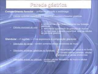 Compartimento foveolar  – uniforme em todo o estômago Células epiteliais superficiais   -  superfície mucosa e fossetas gástricas Células mucosas do colo   Glandular  – ≠ regiões -> ≠ na espessura e composição glandular Glândulas da cárdia  – contêm somente células secretoras de muco Glândulas oxínticas (gástricas ou fundicas)   Glândulas antrais ou pilóricas  - contêm células secretoras de muco e células  endócrinas localizam-se mais profundamente nas fossetas gástricas têm menor quantidade de grânulos de mucina formam quer o epitélio superficial  quer as células da glândula gástrica encontradas no corpo e no fundo  contêm células parietais, células principais e células endócrinas 