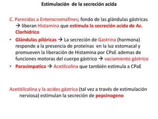 Estimulación de la secreción acida
C. Parecidas a Enterocromafines; fondo de las glándulas gástricas
 liberan Histamina que estimula la secreción acida de Ac.
Clorhídrico
• Glándulas pilóricas  La secreción de Gastrina (hormona)
responde a la presencia de proteínas en la luz estomacal y
promueven la liberación de Histamina por CPaE ademas de
funciones motoras del cuerpo gástrico  vaciamiento gástrico
• Parasimpatica  Acetilcolina que también estimula a CPaE
Acetitilcolina y la acides gástrica (tal vez a través de estimulación
nerviosa) estimulan la secreción de pepsinogeno
 