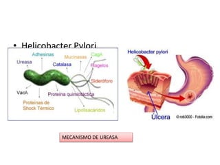 • Helicobacter Pylori
MECANISMO DE UREASA
 