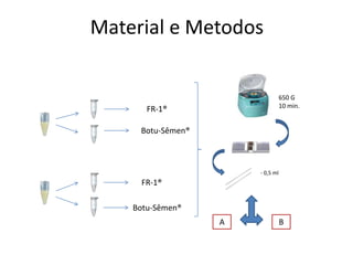 Material e Metodos


                                  650 G
                                  10 min.
       FR-1®

     Botu-Sêmen®



                       - 0,5 ml
     FR-1®

    Botu-Sêmen®
                   A              B
 