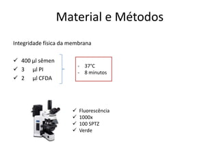 Material e Métodos
Integridade física da membrana

 400 µl sêmen
                          - 37°C
 3 µl PI                 - 8 minutos
 2 µl CFDA




                         Fluorescência
                         1000x
                         100 SPTZ
                         Verde
 