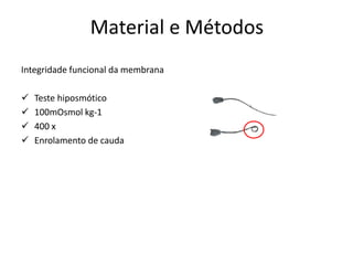 Material e Métodos
Integridade funcional da membrana

   Teste hiposmótico
   100mOsmol kg-1
   400 x
   Enrolamento de cauda
 