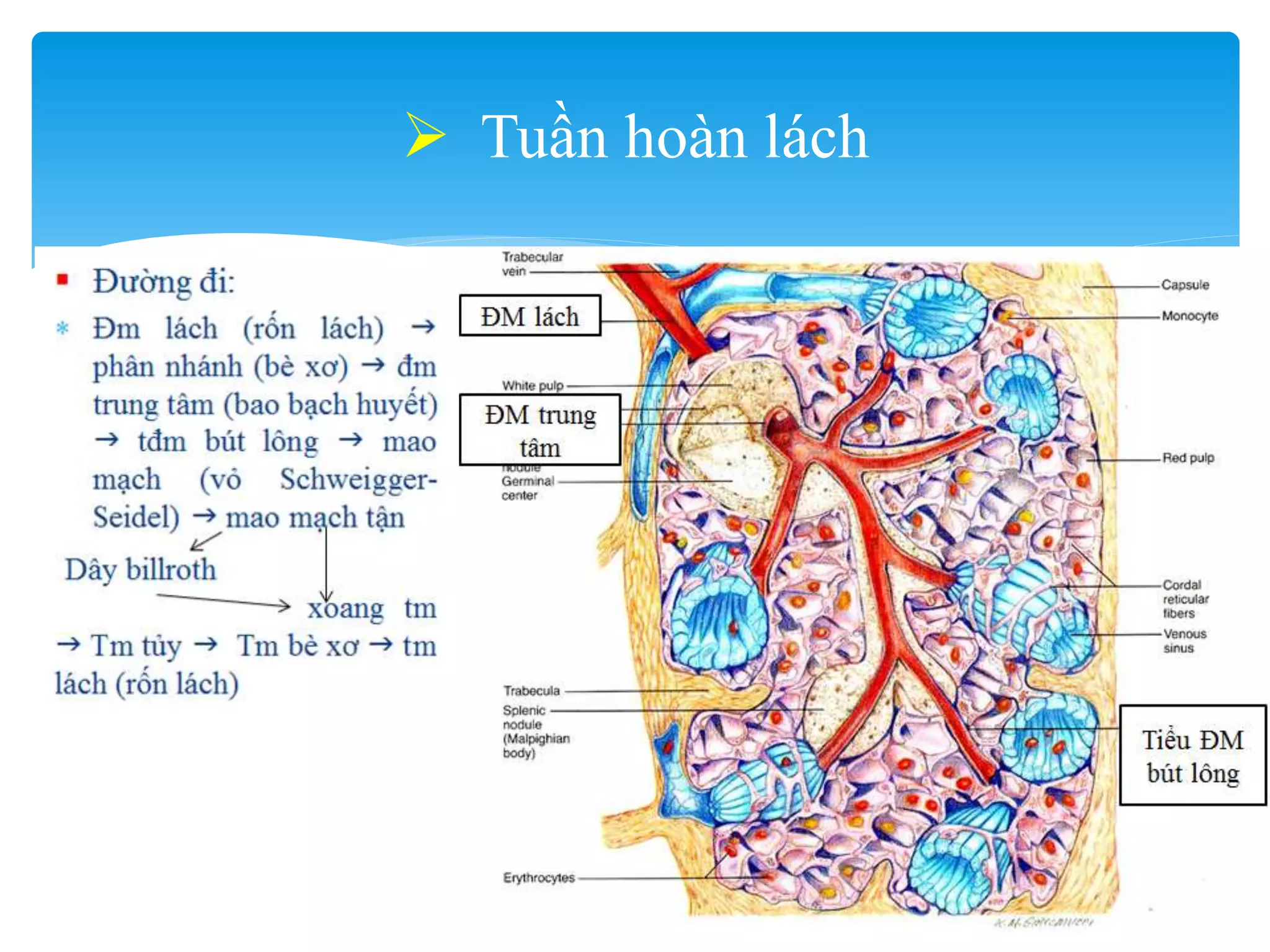 Lách - spleen - mô phôi y1f-DHY | PPT