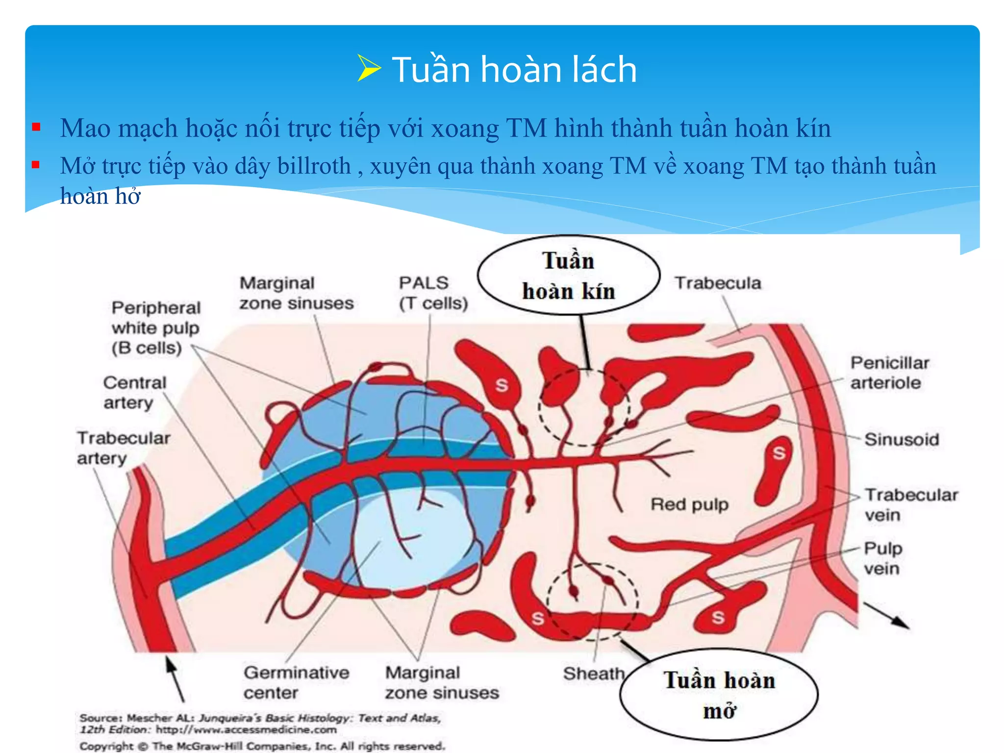 Lách - spleen - mô phôi y1f-DHY | PPT