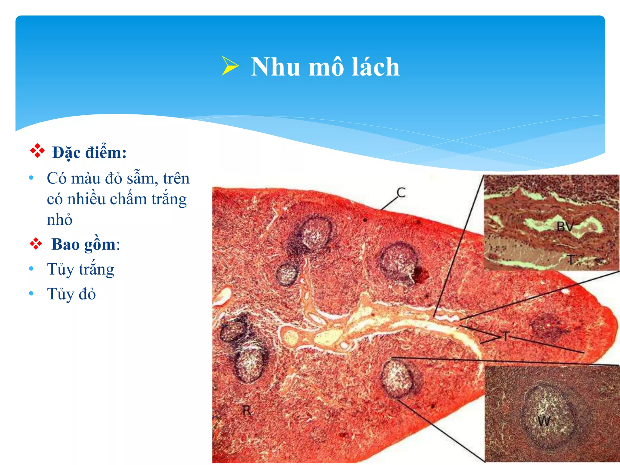Lách - spleen - mô phôi y1f-DHY | PPT