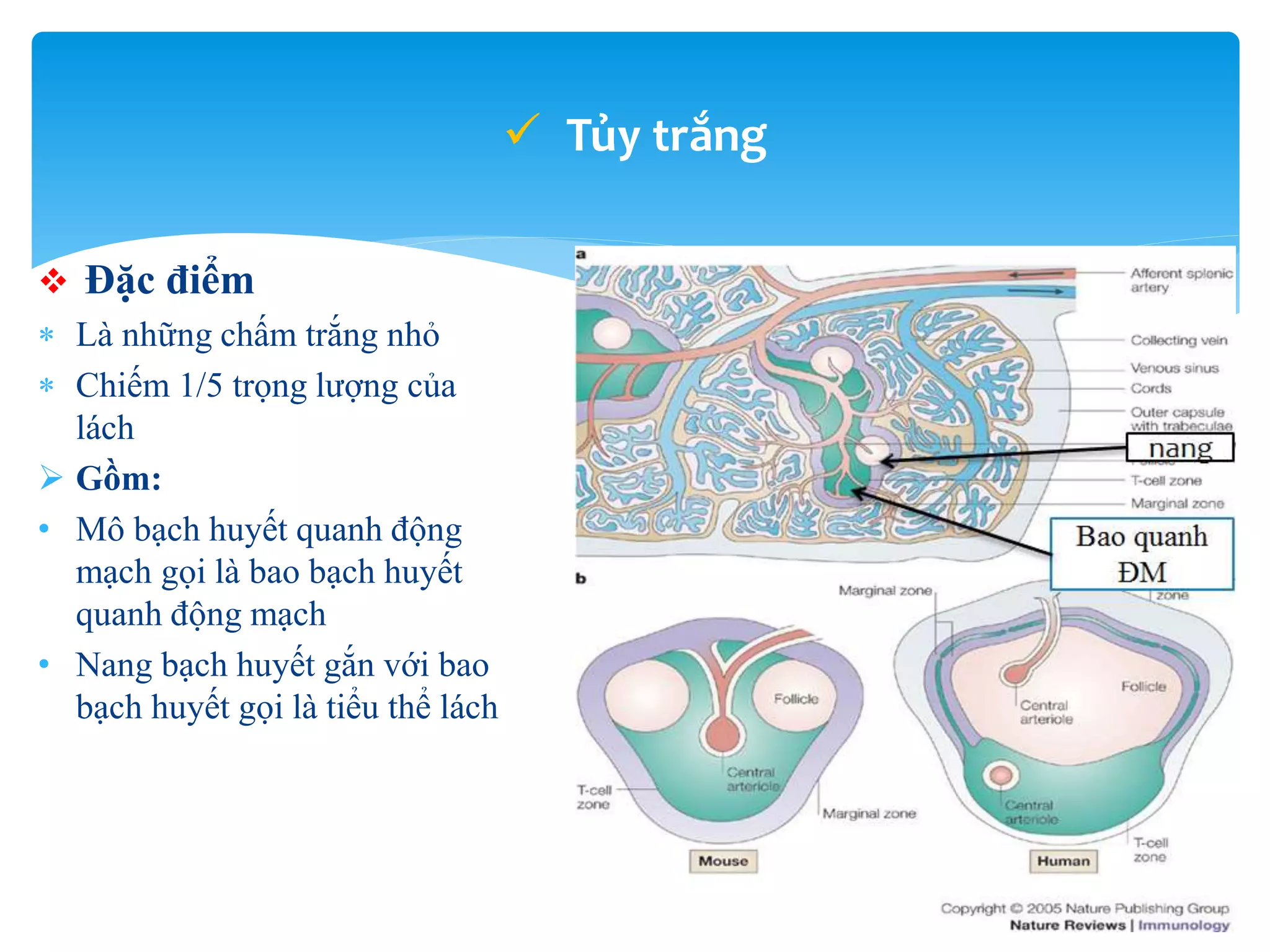 Lách - spleen - mô phôi y1f-DHY | PPT