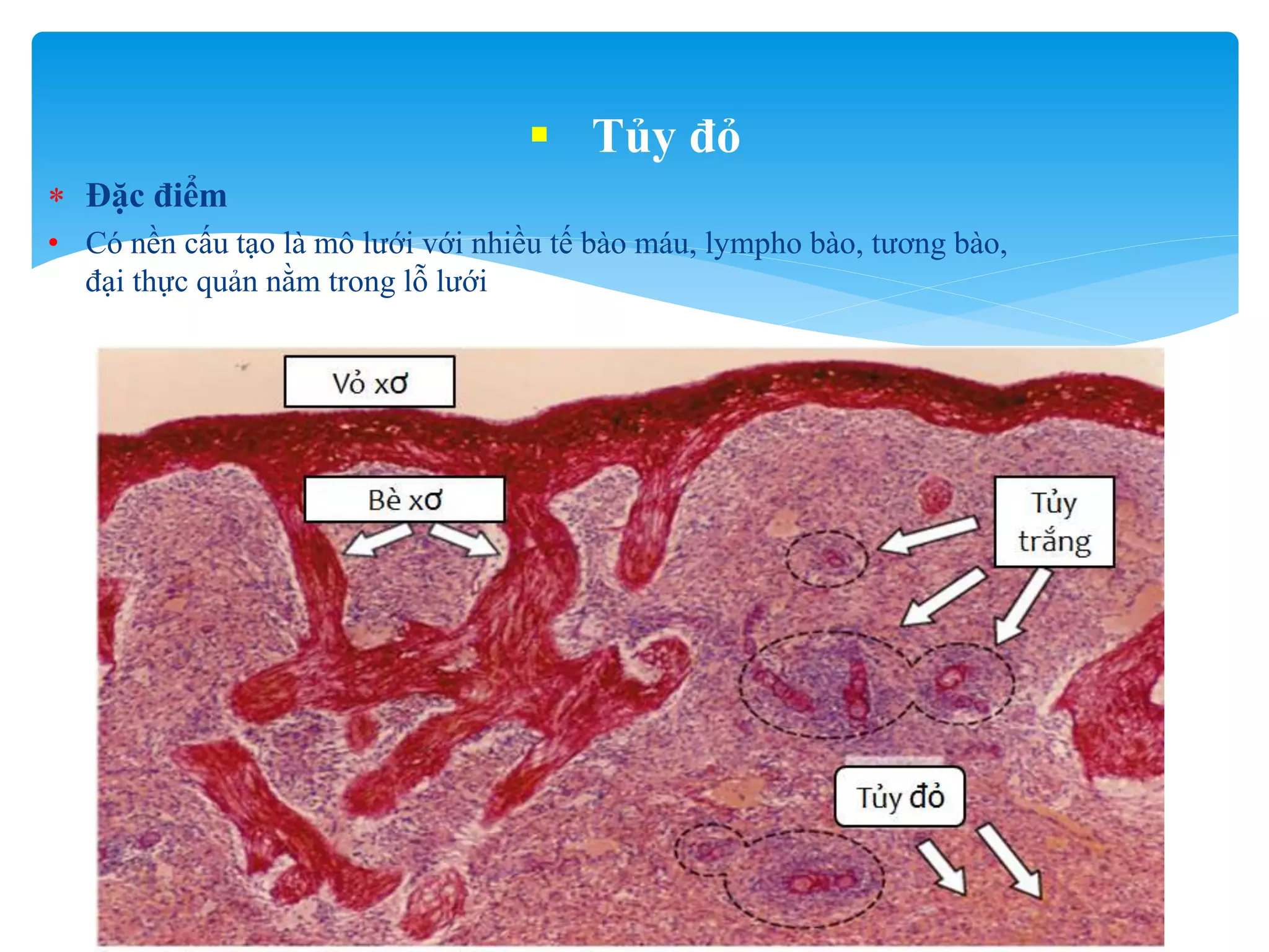 Lách - spleen - mô phôi y1f-DHY | PPT