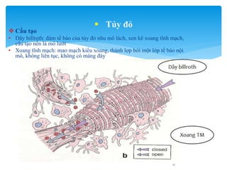 Lách - spleen - mô phôi y1f-DHY | PPTX