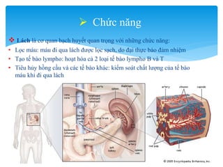 Lách - spleen - mô phôi y1f-DHY | PPTX