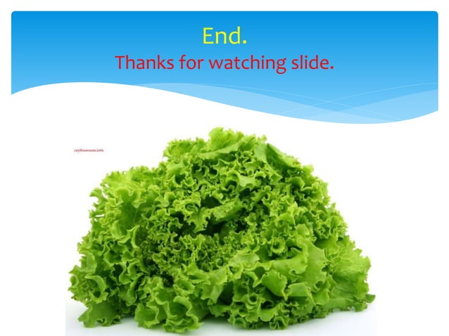 Lách - spleen - mô phôi y1f-DHY | PPT