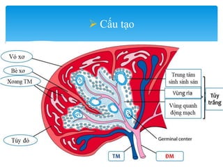 Lách - spleen - mô phôi y1f-DHY | PPTX