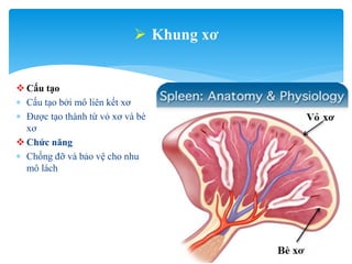 Lách - spleen - mô phôi y1f-DHY | PPTX