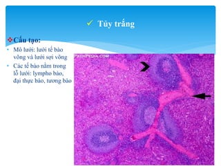 Lách - spleen - mô phôi y1f-DHY | PPTX