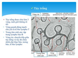 Lách - spleen - mô phôi y1f-DHY | PPTX