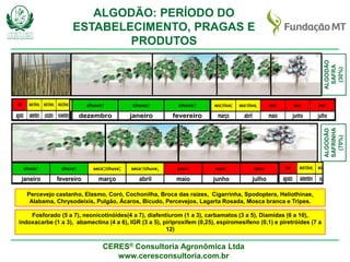 CERES® Consultoria Agronômica Ltda
www.ceresconsultoria.com.br
ALGODÃO
SAFRA
(30%)
maio junho julho
seca↑
agosto setembro outubro novembro dezembro janeiro fevereiro março abril
chuva↑ chuva↑ seca↕/chuva↕ seca↑/chuva↓ seca↑ seca↑seca seca↑/chuva↓ seca↑/chuva↓ seca↕/chuva↕ chuva↑
maiotubro novembro dezembro janeiro fevereiro março abril
chuva↑ chuva↑ seca↕/chuva↕ seca↑/chuva↓ seca↑↑/chuva↓ seca↕/chuva↕ chuva↑
maio junho julho
seca↑
agosto setembro outubro novembro dezembro janeiro fevereiro março abril
chuva↑ chuva↑ seca↕/chuva↕ seca↑/chuva↓ seca↑ seca↑seca seca↑/chuva↓ seca↑/chuva↓ seca↕/chuva↕ chuva↑
Percevejo castanho, Elasmo, Coró, Cochonilha, Broca das raízes, Cigarrinha, Spodoptera, Heliothinae,
Alabama, Chrysodeixis, Pulgão, Ácaros, Bicudo, Percevejos, Lagarta Rosada, Mosca branca e Tripes.
Fosforado (5 a 7), neonicotinóides(4 a 7), diafentiurom (1 a 3), carbamatos (3 a 5), Diamidas (6 a 10),
indoxacarbe (1 a 3), abamectina (4 a 6), IGR (3 a 5), piriproxifem (0,25), espiromesifeno (0,1) e piretróides (7 a
12)
ALGODÃO: PERÍODO DO
ESTABELECIMENTO, PRAGAS E
PRODUTOS
ALGODÃO
SAFRINHA
(70%)
agosto setembro outubro novembro
seca seca↑/chuva↓ seca↑/chuva↓ seca↕/chuva↕
maio junho julho
seca↑
bro janeiro fevereiro março abril
chuva↑ chuva↑ seca↕/chuva↕ seca↑/chuva↓ seca↑ seca↑↑
 