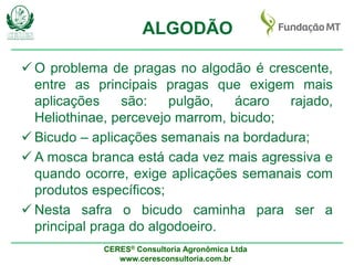 CERES® Consultoria Agronômica Ltda
www.ceresconsultoria.com.br
ALGODÃO
 O problema de pragas no algodão é crescente,
entre as principais pragas que exigem mais
aplicações são: pulgão, ácaro rajado,
Heliothinae, percevejo marrom, bicudo;
 Bicudo – aplicações semanais na bordadura;
 A mosca branca está cada vez mais agressiva e
quando ocorre, exige aplicações semanais com
produtos específicos;
 Nesta safra o bicudo caminha para ser a
principal praga do algodoeiro.
 