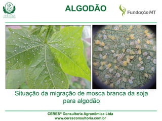CERES® Consultoria Agronômica Ltda
www.ceresconsultoria.com.br
ALGODÃO
Situação da migração de mosca branca da soja
para algodão
 