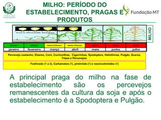 CERES® Consultoria Agronômica Ltda
www.ceresconsultoria.com.br
MILHO
maio junho julho
seca↑
o janeiro fevereiro março abril
chuva↑ chuva↑ seca↕/chuva↕ seca↑/chuva↓ seca↑ seca↑
Percevejo castanho, Elasmo, Coró, Cochonilhas, Cigarrinhas, Spodoptera, Heliothinae, Pulgão, Ácaros,
Tripes e Percevejos.
Fosforado (1 a 2), Carbamatos (1), piretróide (1) e neonicotinóides (1)
MILHO: PERÍODO DO
ESTABELECIMENTO, PRAGAS E
PRODUTOS
A principal praga do milho na fase de
estabelecimento são os percevejos
remanescentes da cultura da soja e após o
estabelecimento é a Spodoptera e Pulgão.
 