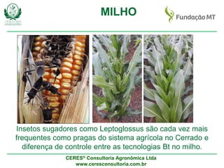 CERES® Consultoria Agronômica Ltda
www.ceresconsultoria.com.br
MILHO
Insetos sugadores como Leptoglossus são cada vez mais
frequentes como pragas do sistema agrícola no Cerrado e
diferença de controle entre as tecnologias Bt no milho.
 