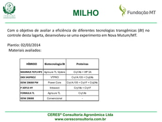 CERES® Consultoria Agronômica Ltda
www.ceresconsultoria.com.br
MILHO
Com o objetivo de avaliar a eficiência de diferentes tecnologias transgênicas (Bt) no
controle desta lagarta, desenvolveu-se uma experimento em Nova Mutum/MT.
Plantio: 02/03/2014
Materiais avaliados:
MAXIMUS TGTLVIP3 Agrisure TL Viptera Cry1Ab + VIP 3A
DKB 340PRO2 VTPRO Cry1A.105 + Cry2Ab
DOW 2B688 PW Power Core Cry1A.105 + Cry1F + Cry2Ab
P 30F53 HY Intrasect Cry1Ab + Cry1F
FORMULA TL Agrisure TL Cry1Ab
DOW 2B688 Convencional -
ProteínasBiotecnologia BtHÍBRIDO
 