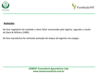 CERES® Consultoria Agronômica Ltda
www.ceresconsultoria.com.br
Na fase vegetativa foi avaliado o dano foliar ocasionado pela lagarta, segundo a escala
de Davis & Willians (1989).
Na fase reprodutiva foi realizada avaliação do ataque de lagartas nas espigas.
Avaliações
 