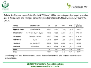 CERES® Consultoria Agronômica Ltda
www.ceresconsultoria.com.br
Tabela 1 – Nota de danos foliar (Davis & Willians,1989) e percentagem de espigas atacadas
por S. frugiperda, em híbridos com diferentes tecnologias Bt. Nova Mutum, MT (Safrinha
2014).
HÍBRIDO PROTEÍNAS BT V4 V7 V10 V12
% Espigas
Atacadas
MAXIMUS TLVIP3 Cry1Ab + VIP3A 1,08 C 1,12 C 1,12 D 1,04 D 0,00 C
DOW 2B688 PW Cry1A.105 + Cry1F + Cry2Ab 1,32 C 1,92 C 2,36 C 1,36 D 17,50 BC
DKB 340 PRO Cry1A.105 + Cry2Ab 1,36 C 3,28 B 3,88 B 3,16 C 27,50 AB
FORMULA TL Cry1Ab 2,76 AB 6,64 A 4,72 B 4,64 B 50,00 A
P 30F53 YH Cry1Ab + Cry1F 2,60 B 7,60 A 6,20 A 4,88 B 42,50 A
DOW 2B688 Convencional 3,44 A 7,32 A 6,28 A 7,60 A 47,50 A
Média - 2,09 4,65 4,09 3,78 30,83
CV (%) - 16,50 11,24 12,42 13,76 34,70
Médias seguidas pela mesma letra na coluna não diferem entre si pelo teste de Tukey a 5% de
probabilidade.
 