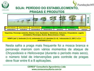 CERES® Consultoria Agronômica Ltda
www.ceresconsultoria.com.br
SOJA
sto setembro outubro novembro dezembro janeiro fevereiro março
chuva↑ chuva↑ seca↕/chuva↕ seca seca↑/chuva↓ seca↑/chuva↓ seca↕/chuva↕ chuva↑
Vaquinhas, Percevejo castanho, Elasmo, Coró, Spodoptera, Heliothinae, Anticarsia, Chrysodeixis, Lagarta
enroladeira, Percevejos, Ácaros, Mosca branca e Tripes.
HZNPV (até 1), fosforado (2 a 4), carbamatos (2 a 3), diamidas (2 a 4), indoxacarbe (1), IGR (1 a 2) e
piretróides (2 a 4)
Nesta safra a praga mais frequente foi a mosca branca e
percevejo marrom com vários momentos de ataque de
Chrysodeixis e Helicoverpa (durante o período mais seco),
o número total de intervenções para controle de pragas
deve ficar entre 6 a 8 aplicações.
SOJA: PERÍODO DO ESTABELECIMENTO,
PRAGAS E PRODUTOS
 