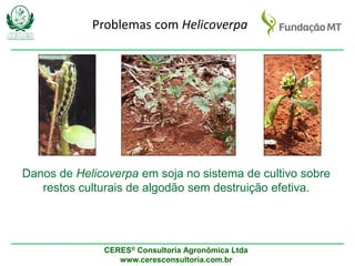 CERES® Consultoria Agronômica Ltda
www.ceresconsultoria.com.br
Danos de Helicoverpa em soja no sistema de cultivo sobre
restos culturais de algodão sem destruição efetiva.
Problemas com Helicoverpa
 