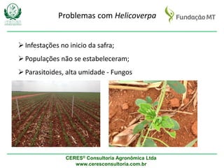 CERES® Consultoria Agronômica Ltda
www.ceresconsultoria.com.br
Problemas com Helicoverpa
Infestações no inicio da safra;
Populações não se estabeleceram;
Parasitoides, alta umidade - Fungos
 