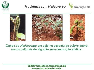 CERES® Consultoria Agronômica Ltda
www.ceresconsultoria.com.br
Danos de Helicoverpa em soja no sistema de cultivo sobre
re...
