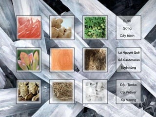 Bưởi

  Gừng

Cây bách



Lá Nguyệt Quế

Gỗ Cashmeran

 Tuyết tùng




 Đậu Tonka

 Cỏ Vetiver

 Xạ hương
 