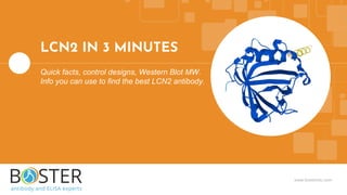 www.bosterbio.com
LCN2 IN 3 MINUTES
Quick facts, control designs, Western Blot MW.
Info you can use to find the best LCN2 antibody.
 