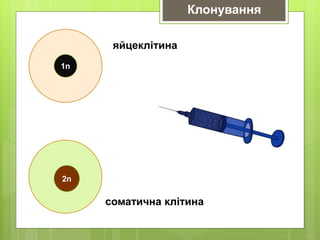 1n
2n
яйцеклітина
соматична клітина
Клонування
 