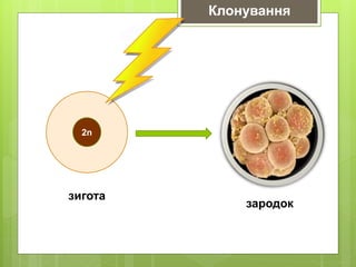 2n
зародок
Клонування
зигота
 