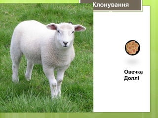 Овечка
Доллі
Клонування
е
 