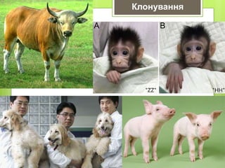 Клонування
 