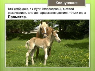 Клонування
840 ембріонів, 17 були імплантовані, 4 стали
розвиватися, але до народження дожила тільки одна
Прометея.
 