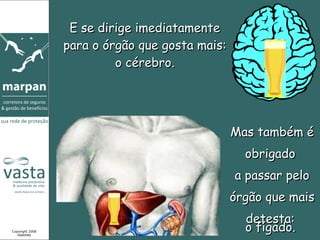 E se dirige imediatamente para o órgão que gosta mais: o cérebro. Mas também é obrigado  a passar pelo órgão que mais detesta:  Copyright 2008 MARPAN o fígado. 