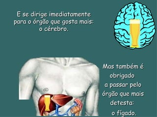E se dirige imediatamente para o órgão que gosta mais: o cérebro. Mas também é obrigado  a passar pelo órgão que mais detesta:  o fígado. 
