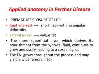 Applied anatomy in Perthes Disease
• PREMATURE CLOSURE OF LGP
• Central arrest short neck with no angular
deformity
• Lateral arrest valgus tilt
• The more superficial layer, which derives its
nourishment from the synovial fluid, continues to
grow and ossify, leading to a coxa magna.
• The FNI grows throughout the process and may
yield a wide femoral neck
 