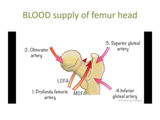 BLOOD supply of femur head
 