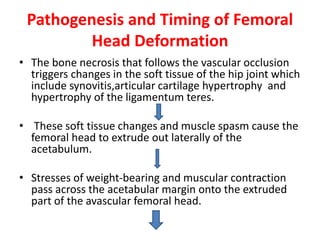 Pathogenesis and Timing of Femoral
Head Deformation
• The bone necrosis that follows the vascular occlusion
triggers changes in the soft tissue of the hip joint which
include synovitis,articular cartilage hypertrophy and
hypertrophy of the ligamentum teres.
• These soft tissue changes and muscle spasm cause the
femoral head to extrude out laterally of the
acetabulum.
• Stresses of weight-bearing and muscular contraction
pass across the acetabular margin onto the extruded
part of the avascular femoral head.
 